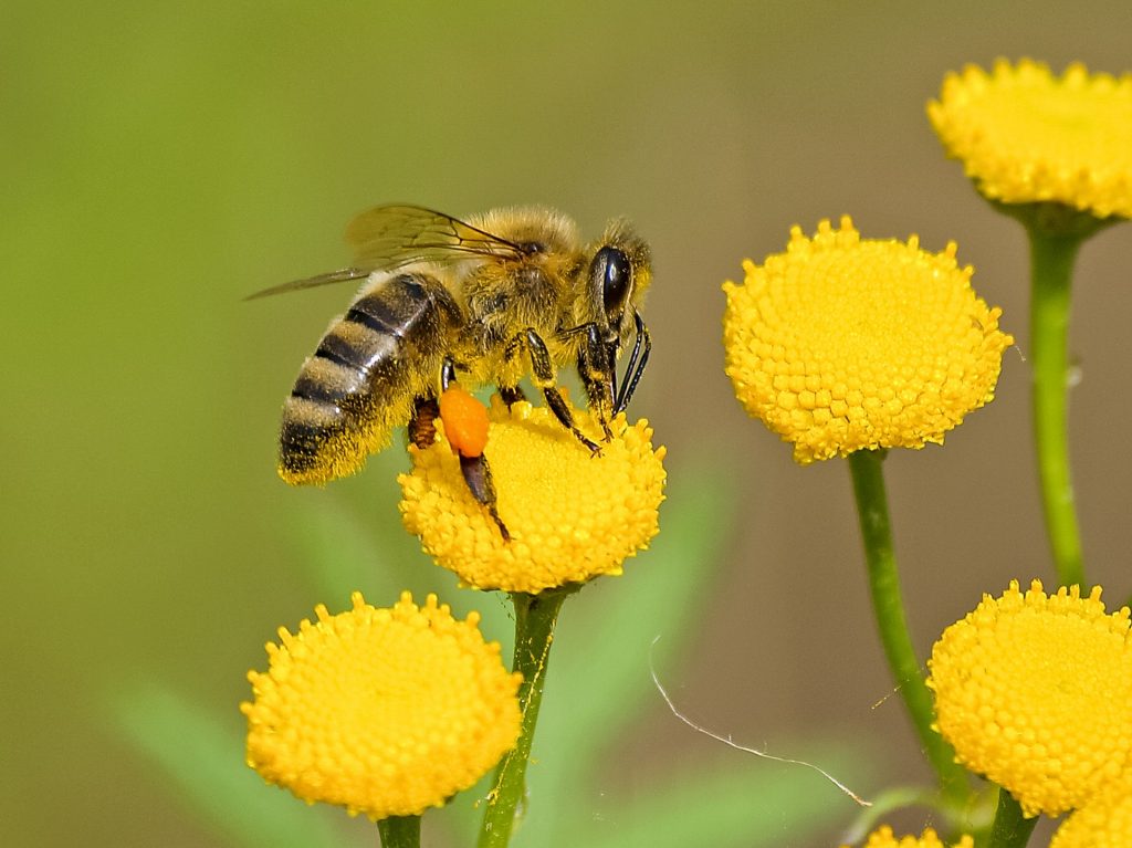 bee plant пчела цветок